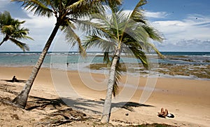 Coconut tree on the shore photo