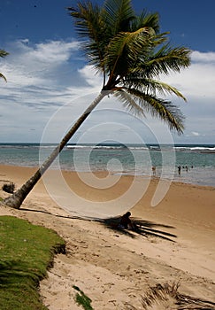 Coconut tree on the shore photo