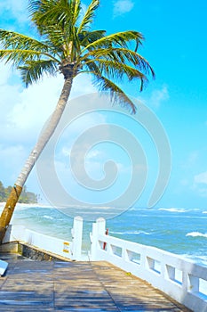 Coconut tree on the shore of the Indian Ocean