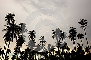 Coconut tree with silhouette