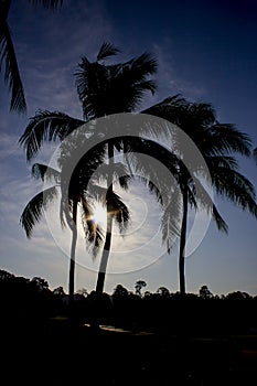 Coconut tree silhouette