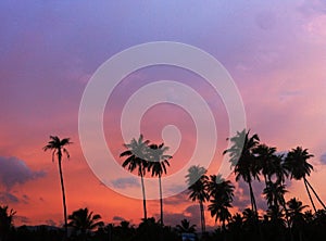 Coconut tree silhouette as sunlight of sunset background