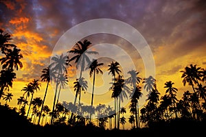 Coconut tree with the silhouette at sky