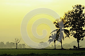 Coconut tree silhouette, sunrise over coconut trees with rice fields, mountains and tree fog backdrops. North of Thailand