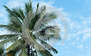 Coconut tree with sky