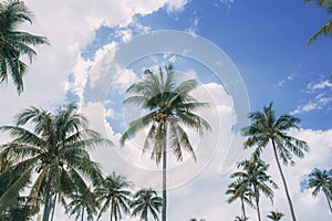 Coconut tree with sky