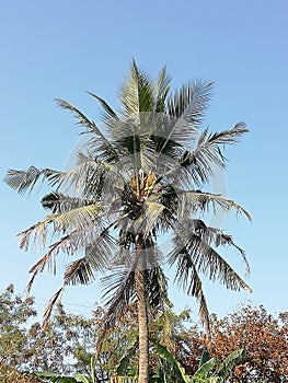 Coconut tree in sky so ameging art