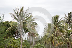 Coconut tree with sky background