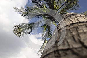 Coconut tree with sky with clouds background