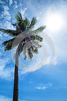 Coconut tree on the sky with sun lens flare effects