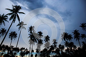 Coconut tree at sky with sunset
