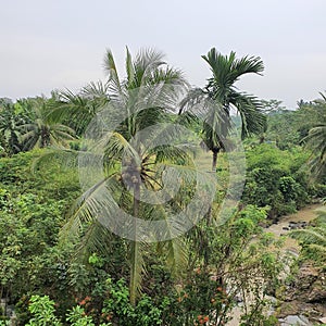 Coconut tree with some coconut hangin on it with green plants background