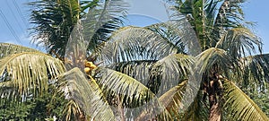 Coconut tree in splendor