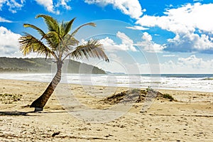 Coconut tree sprouting in the sand with the waves