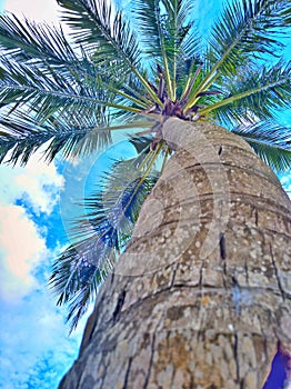 Coconut tree in sri lanka