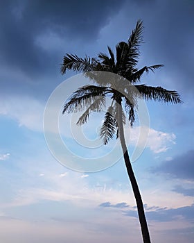 Coconut tree standing against sunset sky