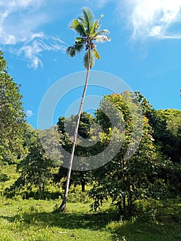 a coconut tree that stands firmly in the midst of other trees on the top