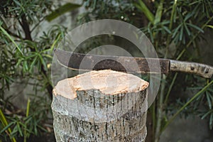 A coconut tree stomp with a lodged bolo knife. A recently fallen coconut tree