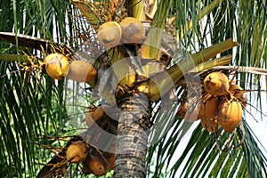 The coconut tree is a succulent stuff