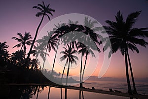 Coconut Tree at sunrise