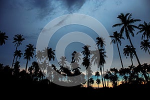 Coconut tree at sunset