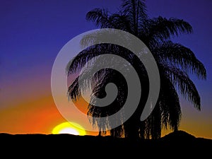 Coconut tree at sunset in the mountains