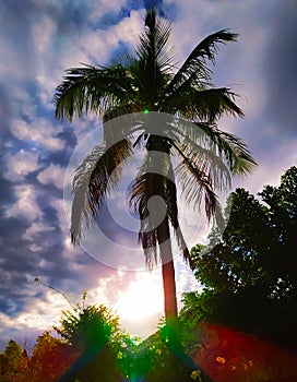 Coconut tree, sun, sky, sunset, sunrise, twilight, prisma effect photo