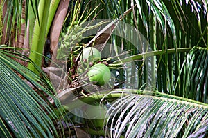 Coconut are on the tree in Thailand