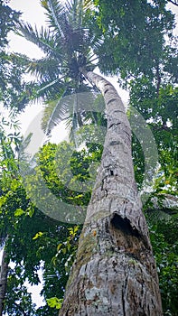 coconut tree: - The tree consists of a single trunk, root-shaped fibers with a thick and woody structure, clustered to form a hump