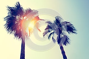 Coconut tree at tropical coast,made with Vintage Tones,Warm tones