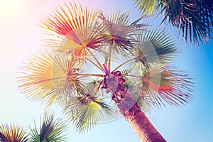 coconut tree at tropical coast,made with Vintage Tones,Warm tones.