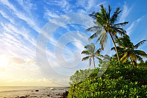 Coconut tree at tropical coast of Mauritius island at sunset.