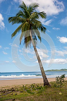 Coconut tree on tropical sandy beach of the Philippines