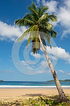 Coconut tree on tropical sandy beach of the Philippines