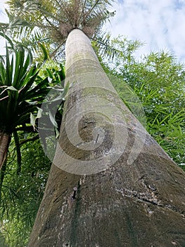 the coconut tree trunk 1