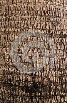 Coconut tree trunk texture