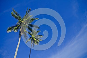 Coconut tree