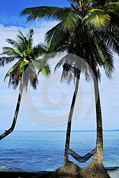 Coconut tree under blue sky