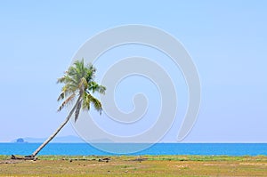 Coconut tree under blue sky at the beach of south china sea with