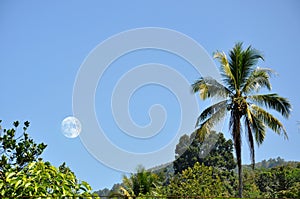 The coconut tree under the moon