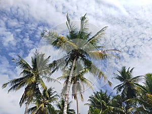 coconut tree under the sky morning