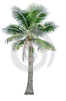 Coconut tree used for advertising decorative architecture. Summer and beach concept