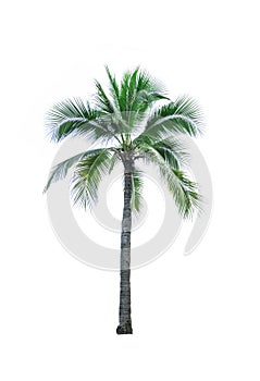 Coconut tree used for advertising decorative architecture. Summer and beach concept