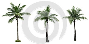 Coconut tree used for advertising decorative architecture. Summer and beach concept