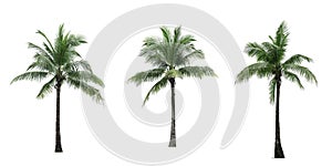 Coconut tree used for advertising decorative architecture. Summer and beach concept