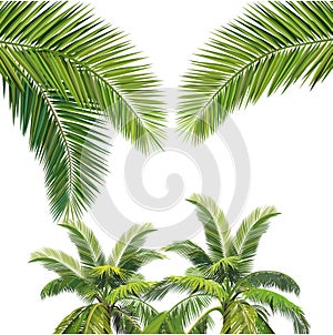 Coconut tree vector