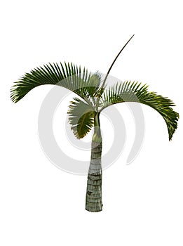 Coconut tree on white background.