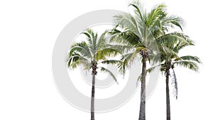 Coconut tree