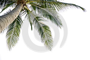 Coconut tree on white background,cipping path