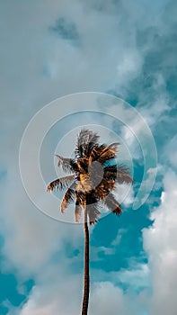 Coconut tree . White clouds and blue sky as background